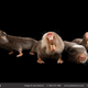 Illustration for article titled Heartbreaking photographs capture the facial expressions of animals